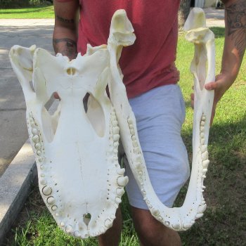 26" Alligator Skull (Adult Signature Required)