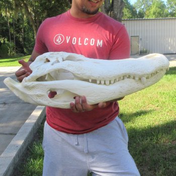 26" Alligator Skull (Adult Signature Required)