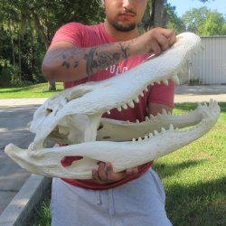 26" Alligator ...