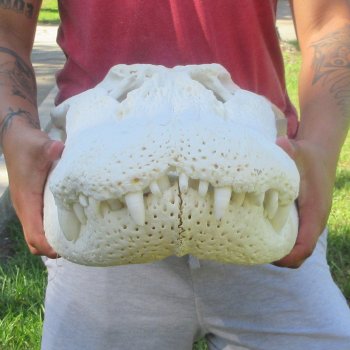 26" Alligator Skull (Adult Signature Required)