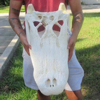 26" Alligator Skull (Adult Signature Required)