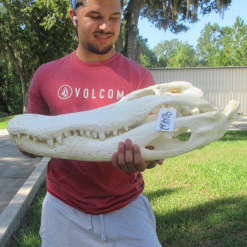 26" Alligator Skull (Adult Signature Required)
