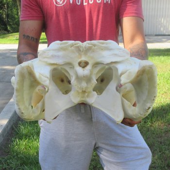 26" Alligator Skull (Adult Signature Required)