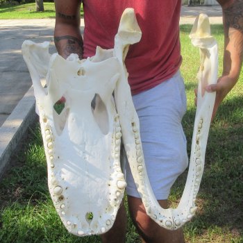 26" Alligator Skull (Adult Signature Required)