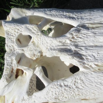 26" Alligator Skull (Adult Signature Required)