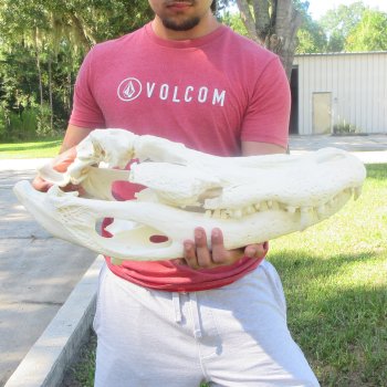 23" Alligator Skull 