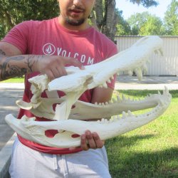 23" Alligator ...