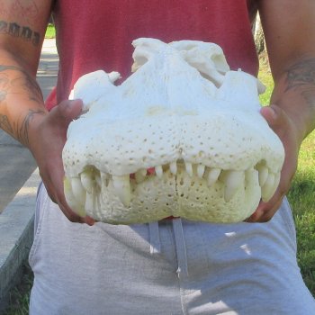23" Alligator Skull 
