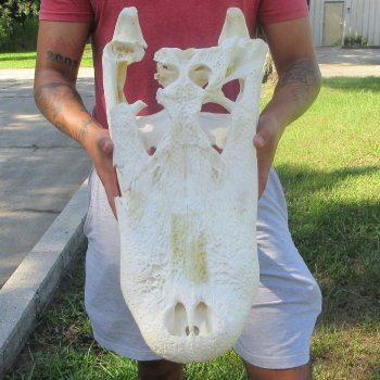 23" Alligator Skull 