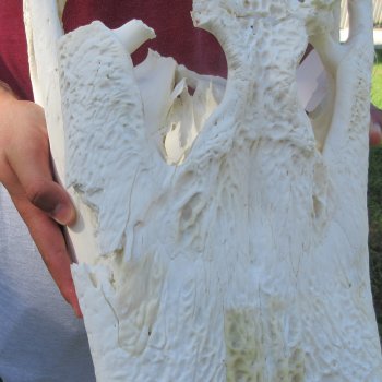 23" Alligator Skull 