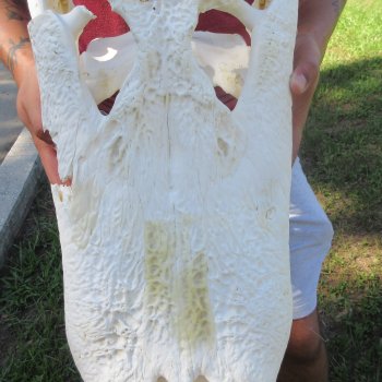 23" Alligator Skull 