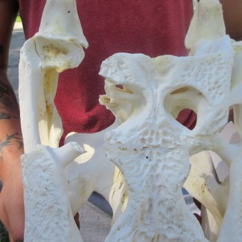 23" Alligator Skull 