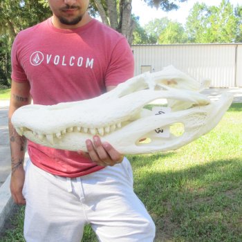 23" Alligator Skull 