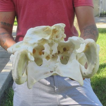 23" Alligator Skull 