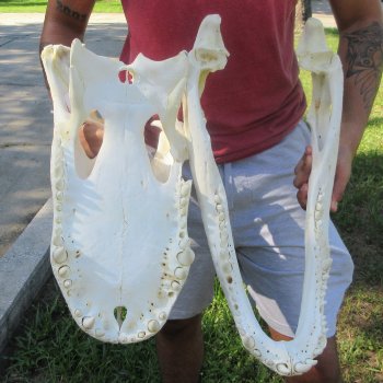 23" Alligator Skull 
