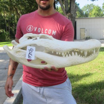 23" Alligator Skull 