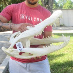 23" Alligator ...