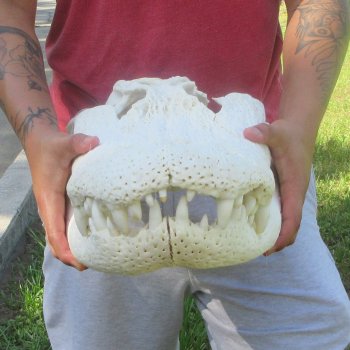 23" Alligator Skull 