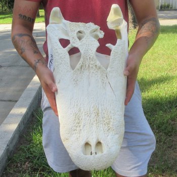 23" Alligator Skull 