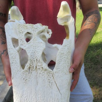 23" Alligator Skull 