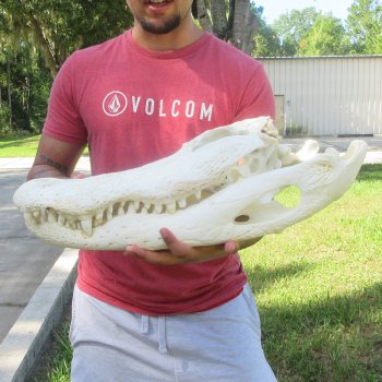 23" Alligator Skull 
