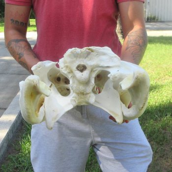 23" Alligator Skull 