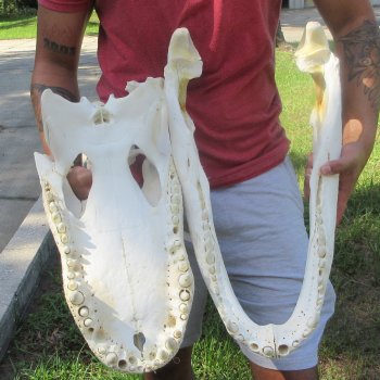 23" Alligator Skull 