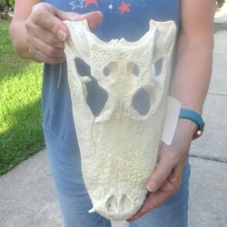 12" Alligator ...