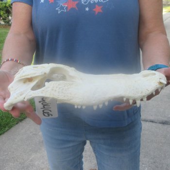 12" Alligator Top Skull Only