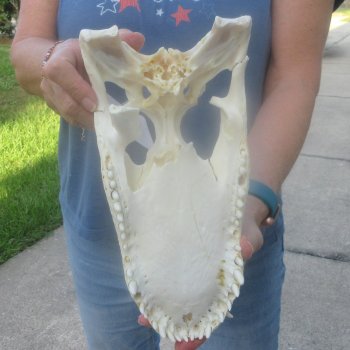 12" Alligator Top Skull Only