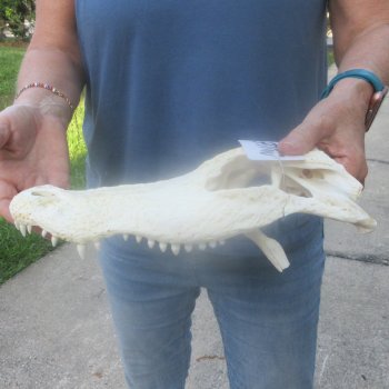 12" Alligator Top Skull Only