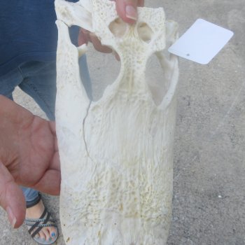 12" Alligator Top Skull Only