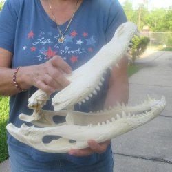 15" Alligator ...