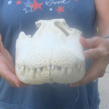 15" Alligator Skull 