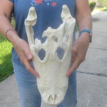 15" Alligator Skull 