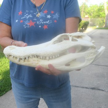 15" Alligator Skull 