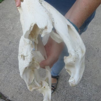 15" Alligator Skull 