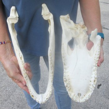 15" Alligator Skull 