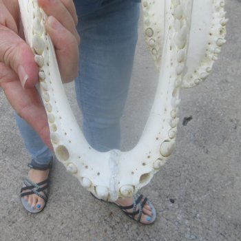 15" Alligator Skull 