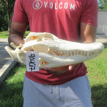 16" Alligator Skull 