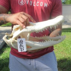 16" Alligator ...
