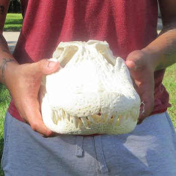 16" Alligator Skull 