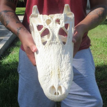 16" Alligator Skull 