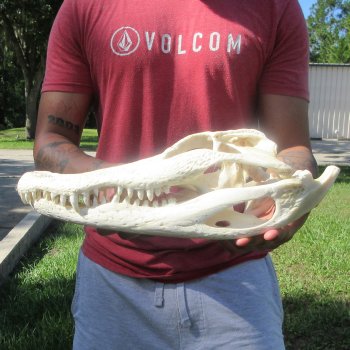16" Alligator Skull 