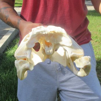 16" Alligator Skull 