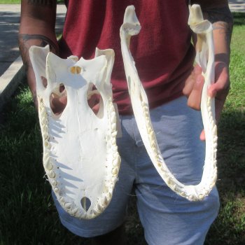 16" Alligator Skull 