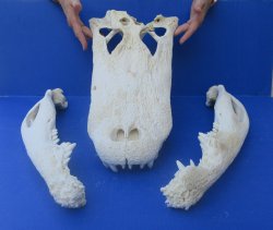 20" Alligator ...