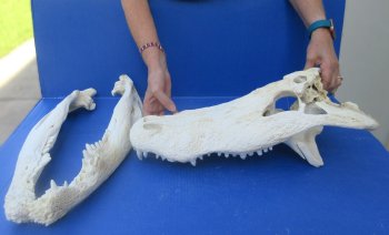 20" Alligator Skull 