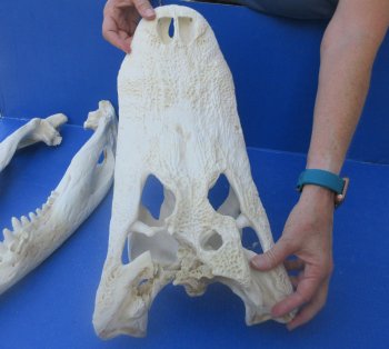 20" Alligator Skull 
