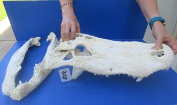 20" Alligator Skull 